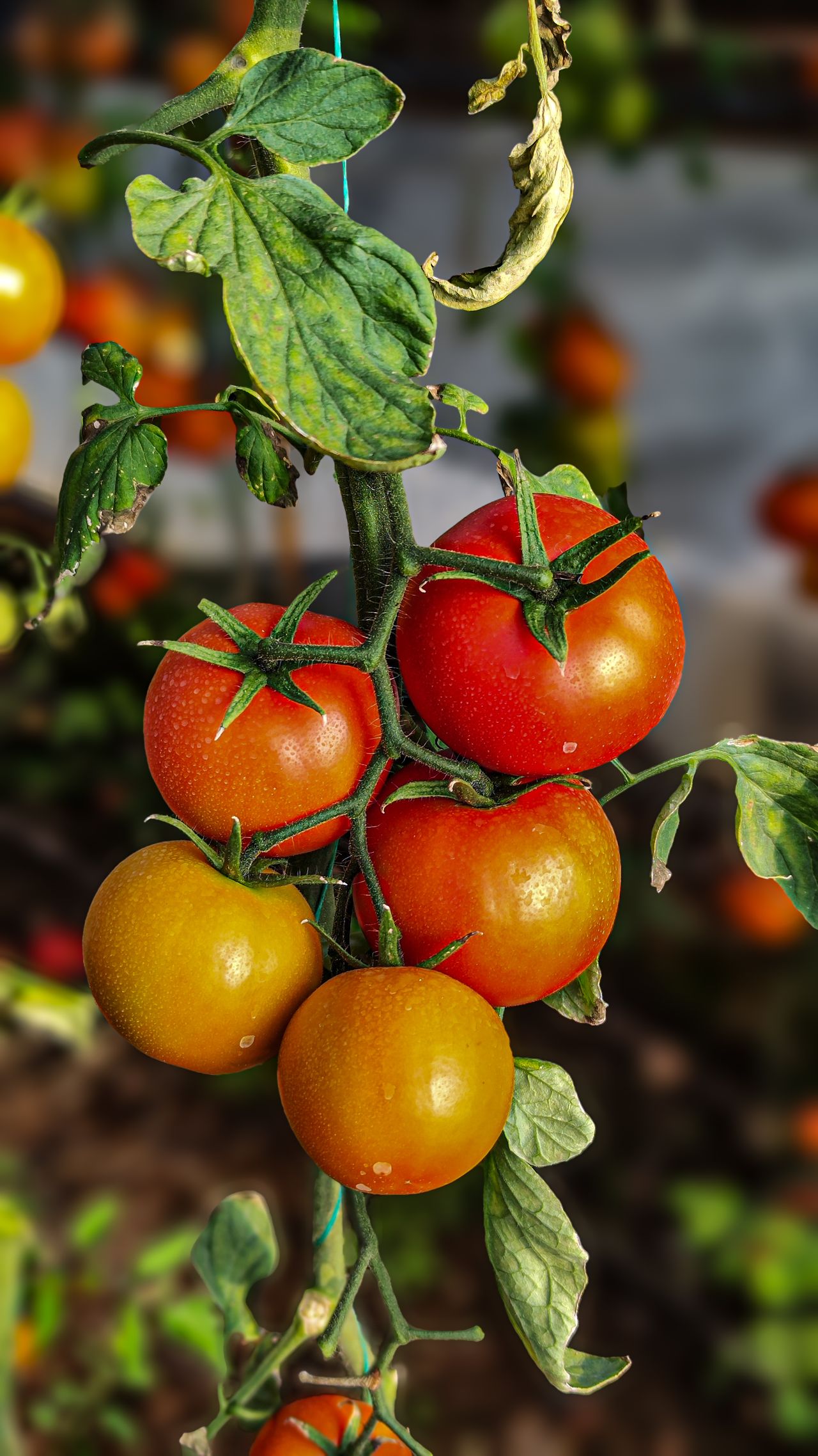 Tomateiros com frutos vermelhos prontos para colheita