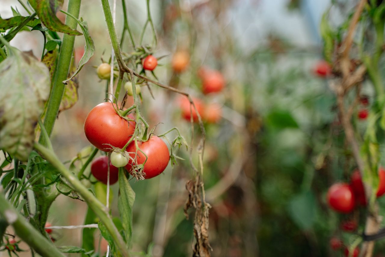Substrato de coco para cultivo em estufa — close-up de tomate na videira