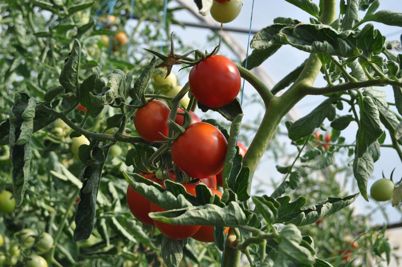 Tomates vermelhos maduros em estufa hidropônica