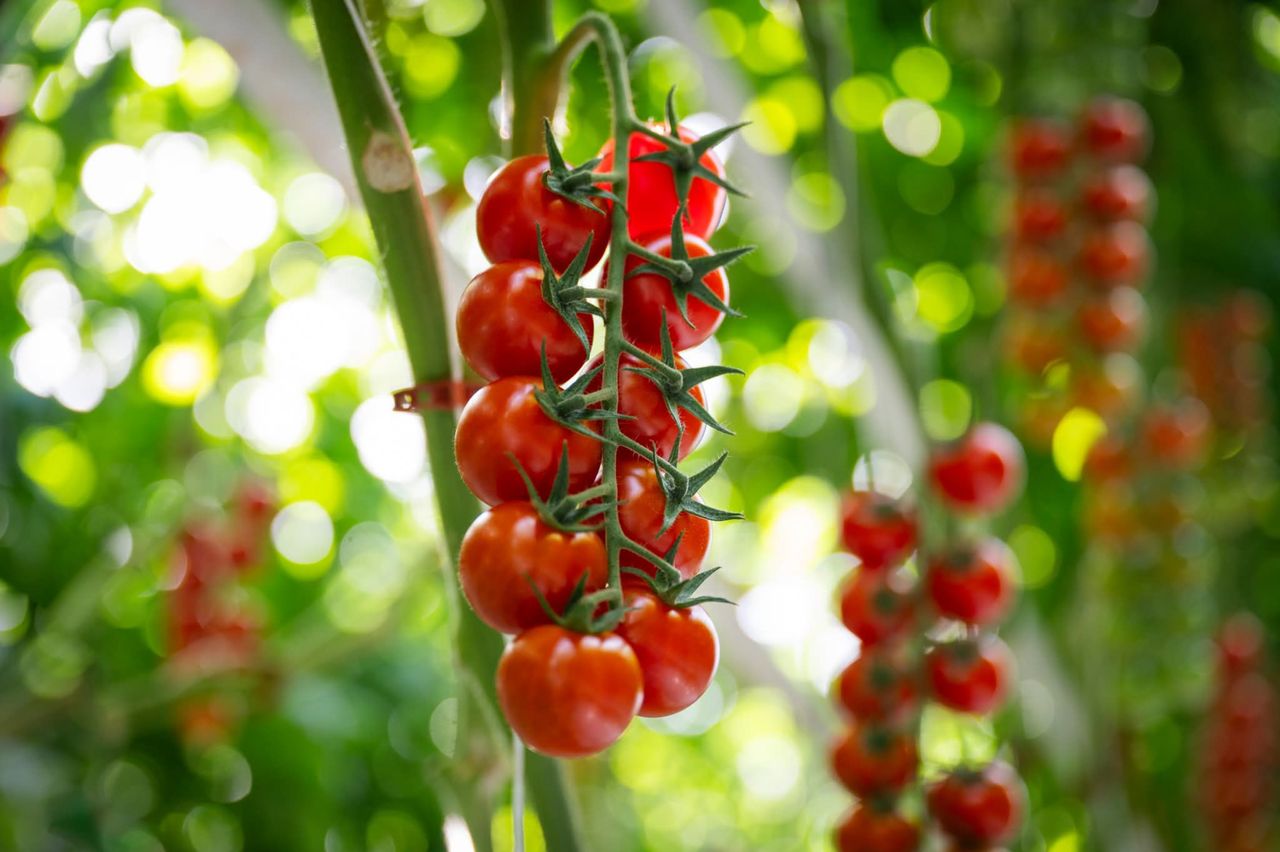 Tomates cereja maduros em estufa comercial