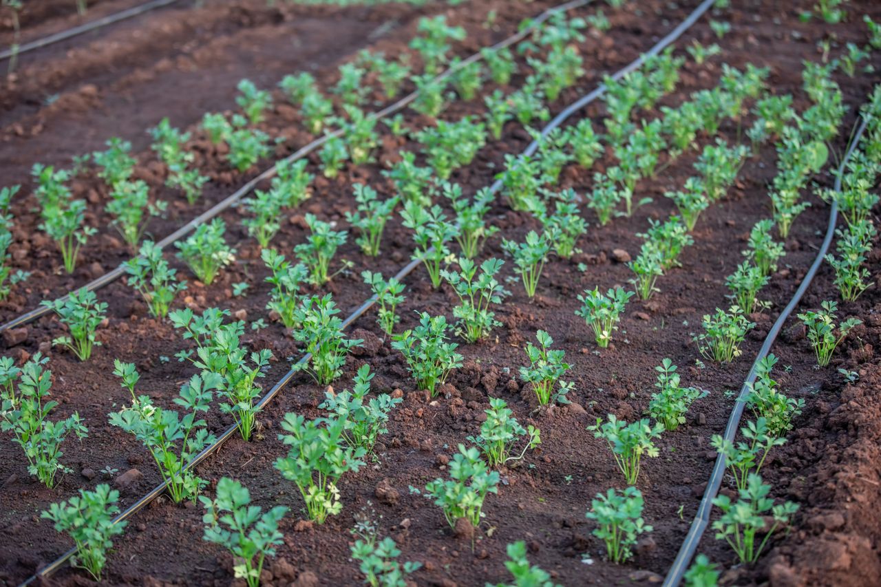 Sistema de gotejo instalado em cultivo protegido