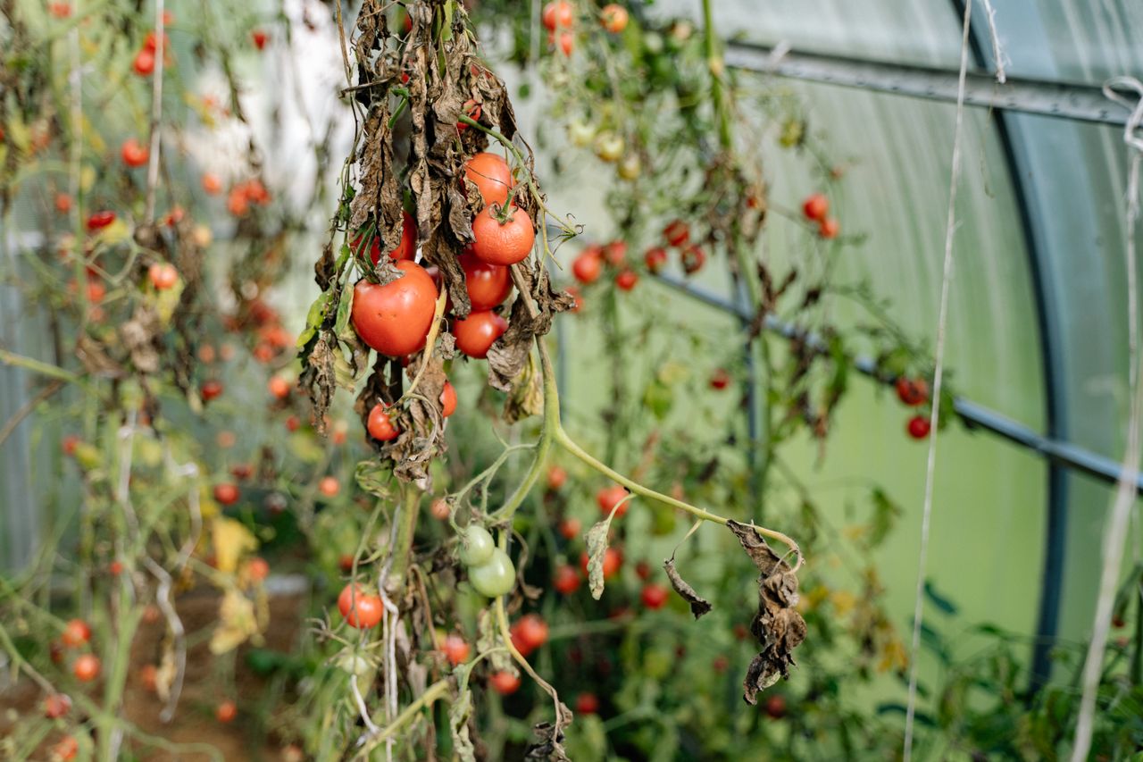 Tomates maduros pendurados em vinhas dentro de estufa