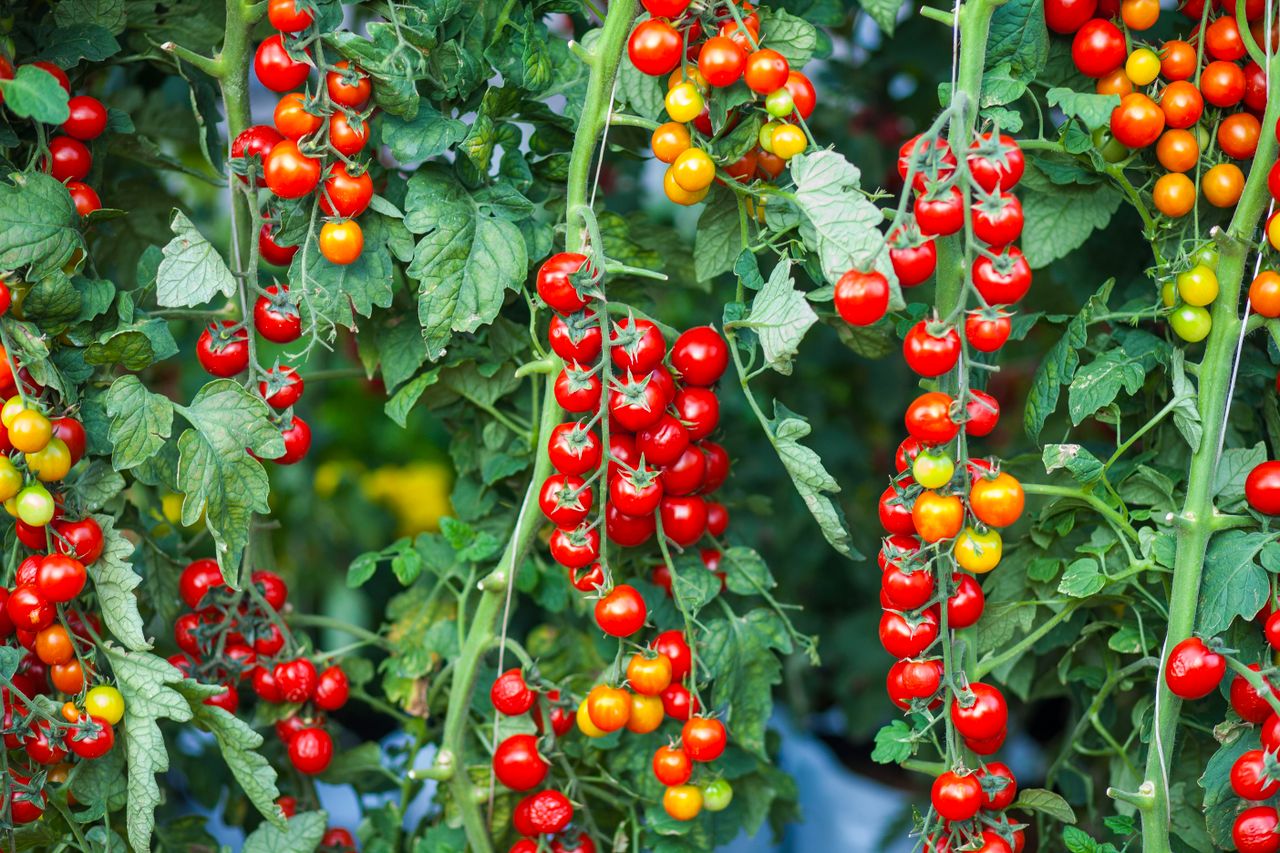 Plantas de tomate cereja com frutos vermelhos prontos para colheita